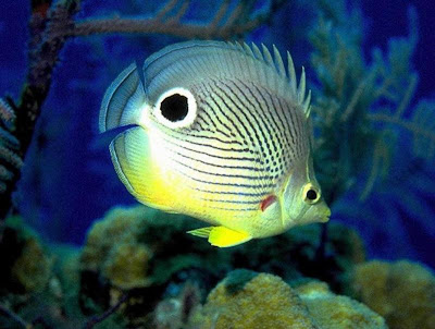 Butterfly Fish