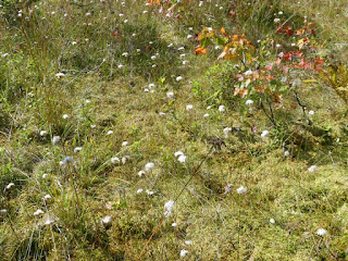 Linaigrette de Virginie - Eriophorum virginicum 