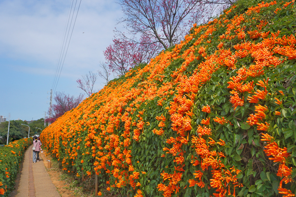 苗栗銅鑼炮仗花海公園的炮仗花牆瀑布和櫻花隧道盛開，賞花好去處