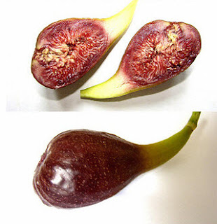 Figs