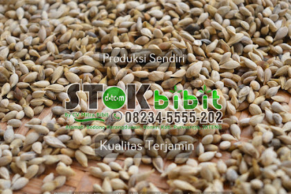 Cermai                                                       manisan buah cermai basah