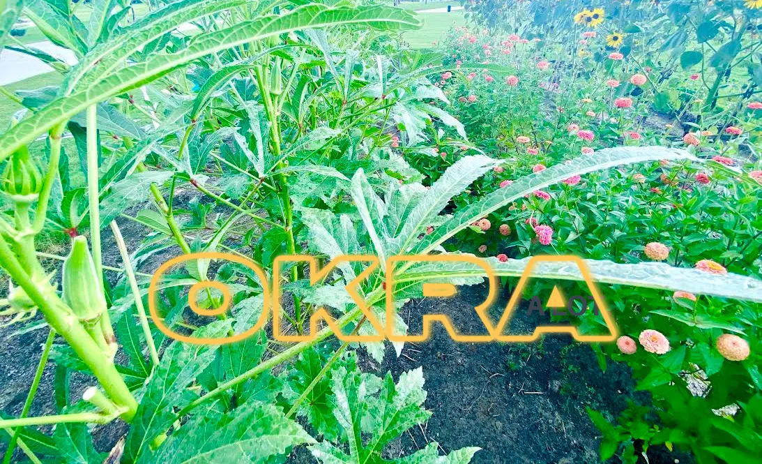 Okra-garden-gardening