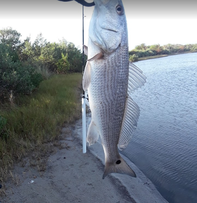 East Coast, Fish Report, Fish Reports, Fishing Report, Florida, Florida East Coast, Florida East Coast Surf Fishing, East Coast, Surf Fishing, 