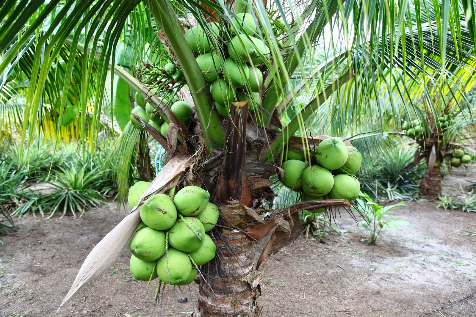 Anim Agro Technology KELAPA  MENANAM MATAG DAN PANDAN