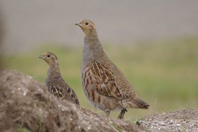 Patriis - Patrijs - Perdix perdix