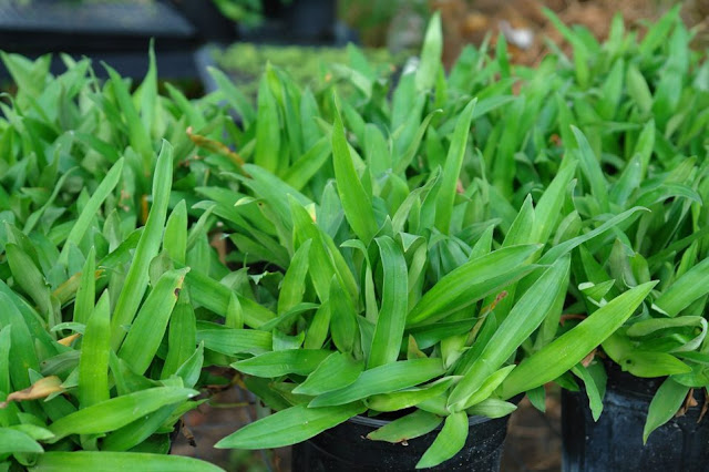 Tidak ramai yang tahu khasiat rumput beijing/beijing grass 