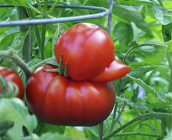 unique and weird shaped of fruits and vegetable