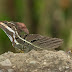 Lagarto Jesus Cristo (Basiliscus basiliscus)