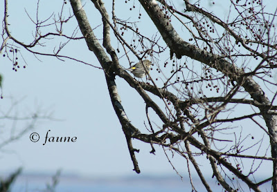 Yellow-rumped warbler