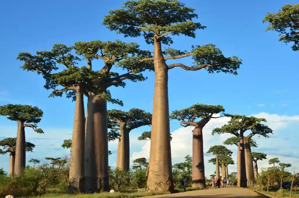 Morondava Madagascar