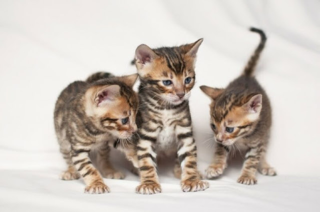 how old is a 1 month cat in human years?