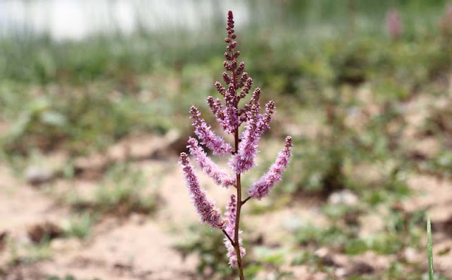 Astilbe Flowers Pictures