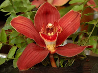 Orquídea