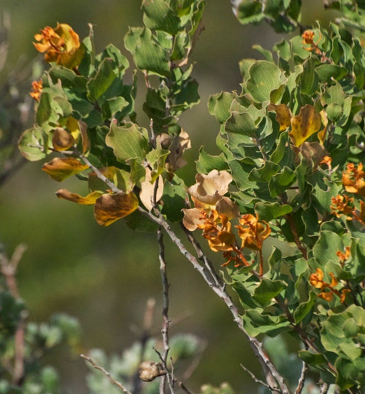 Scallop Hakea (Hakea cucullata)