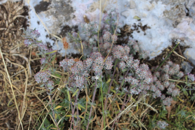 Teucrium capitatum