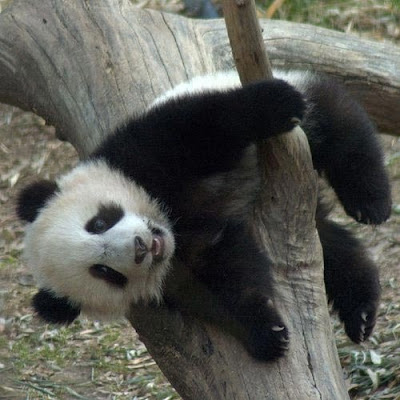 Panda stuck