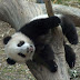 Panda stuck on a tree