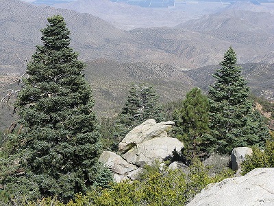 The 'Colorado White Fir', Abies concolor in mountain habitat