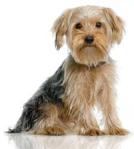 Yorkshire Terrier Dog breeds puppies pictures