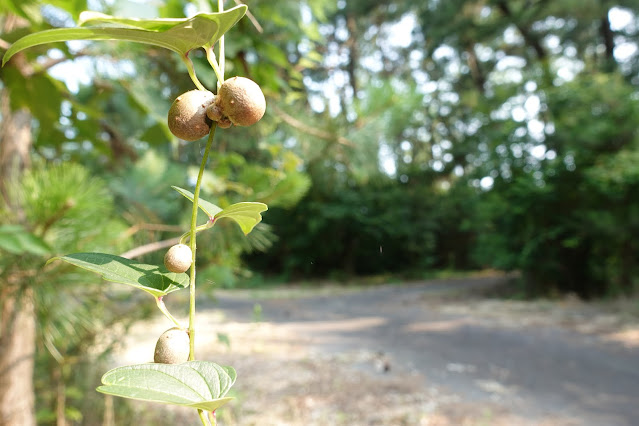 米子東病院の裏の松林公園