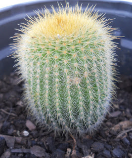 cactus bola dorada