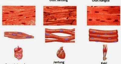  Jaringan  Pada Hewan  dan Tumbuhan Lengkap  dengan  Gambar  