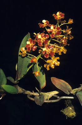 Otoglossum coronarium care and culture