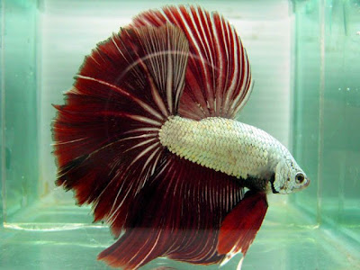 red dragon betta