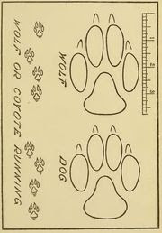 comparison of a wolf and dog paw