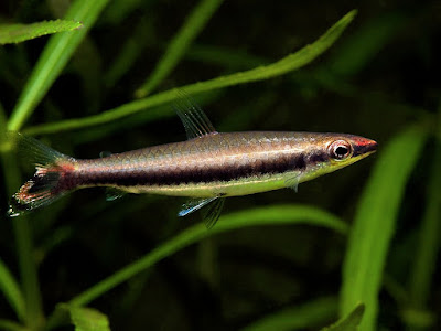 One-lined Pencilfish - Nannostomus unifasciatus care