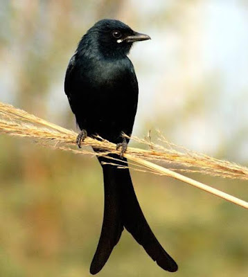 ரெட்டைவால் குருவி