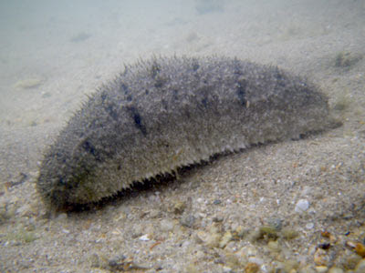 Sandfish Sea Cucumber (Holothuria scabra)