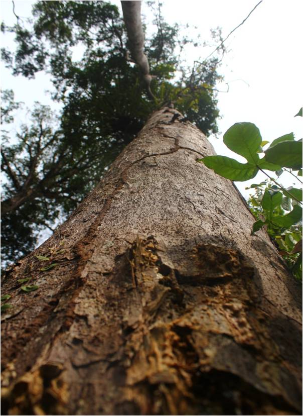 Mengenal Kayu Sempak Pinang ala Atlantic Spirit