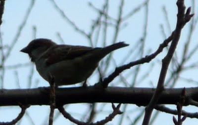 house sparrow