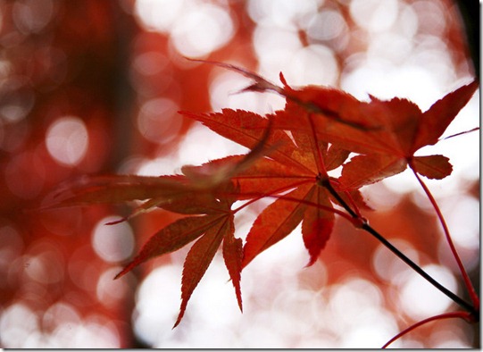 autumn4