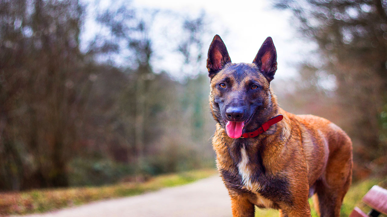 Berger malinois