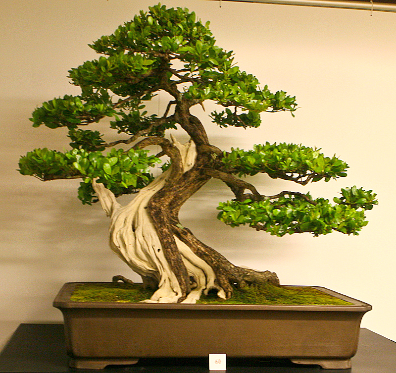 Bonsai tree with a more casual, natural shape