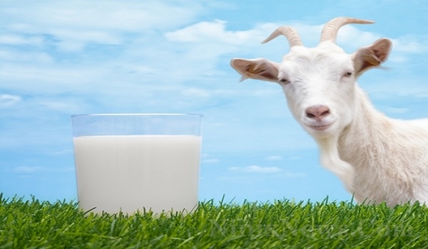 Manfaat susu kambing untuk kesehatan 