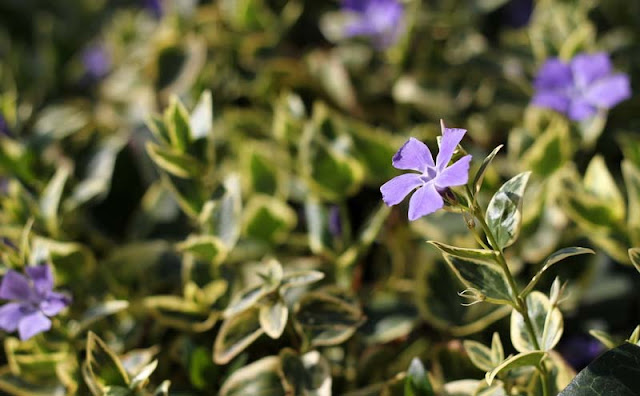 Vinca Major Variegata