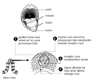 Cara minum madu lebah dengan betul