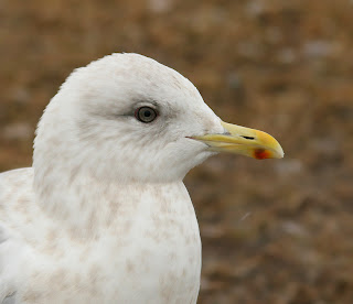 Kumlien's Gull iris and bill