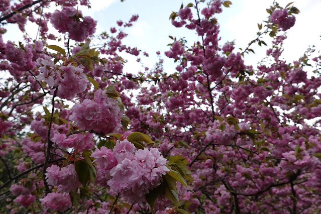 鳥取県西伯郡伯耆町小林 マウンテンストリームきしもと ヤエザクラ（八重桜）