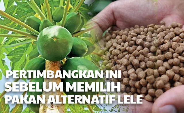 PAKAN ALTERNATIF TERNAK LELE