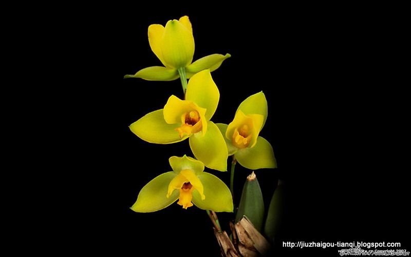 兰花 花:hua-09020112331433