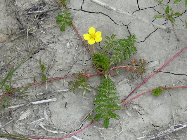 17: yellow flower with green runners