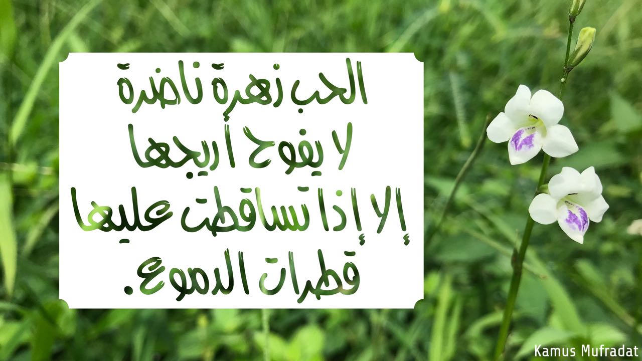 29 Kata Mutiara Cinta Dalam Bahasa Arab Dan Artinya Gambar