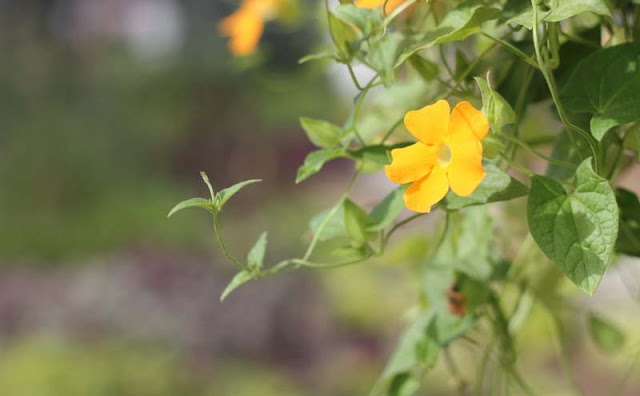 Black-Eyed Susan Vine Flowers Pictures