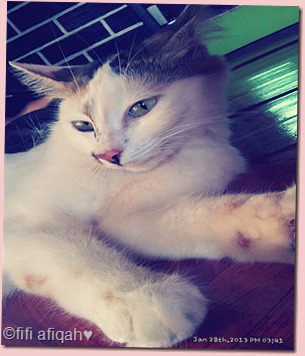 cat5