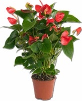 anthurium1