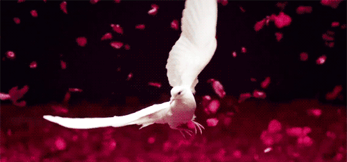 Animated gif image of flying pigeon
